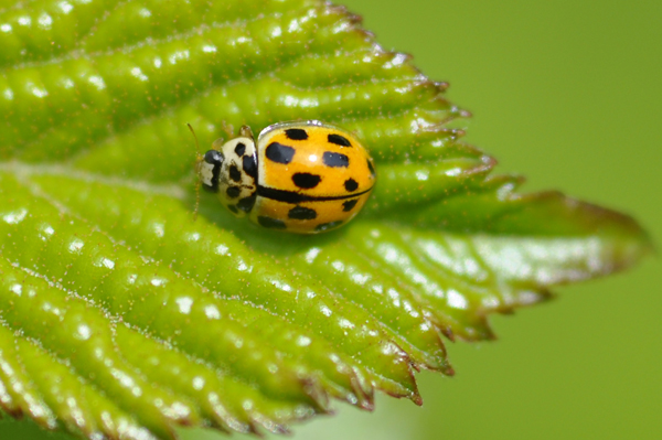 Propylea 14-punctata